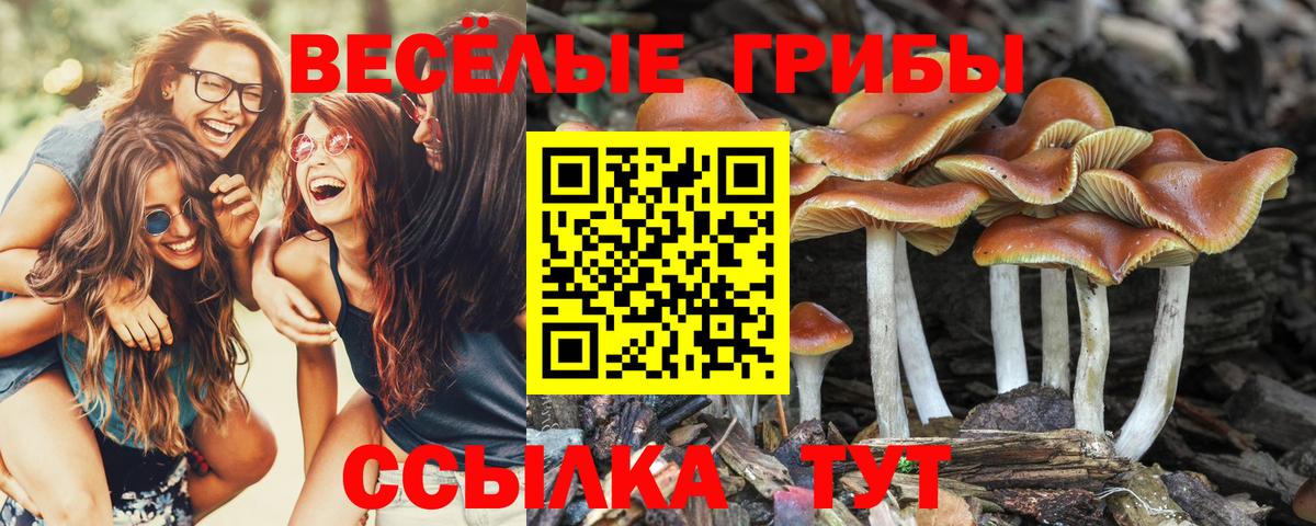 цена   Вход с VPN  Псилоцибиновые грибы Cubensis  Сыктывкар  Галлюциногенные грибы Psilocybe 